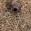 alloway-flail-shredder-image-12