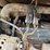 2005-bobcat-463-image-34