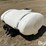 wylie-300-image-1