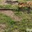 international-cub-lo-boy-image-2