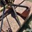 bush-hog-268-image-15