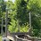 2016-magnolia-log-image-17