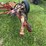 new-idea-sickle-bar-mower-image-9