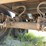 #610-•-pitts-log-trailer-image-16