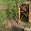 international-cub-lo-boy-image-4