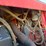 1983-massey-ferguson-4880-image-66