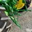 1952-john-deere-g-image-16