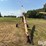 westgo-8-x-30-grain-auger-image-2