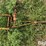 international-cub-lo-boy-image-9