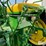 1952-john-deere-g-image-17