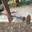 #162-•-shaft,-sprockets-and-chain-image-2
