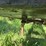 #611-•-pitts-log-trailer-image-25