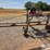 nitzsche-weeder-self-propelled-rye-wicker-image-20