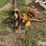 international-cub-lo-boy-image-8