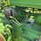 john-deere-b-image-27