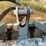 60”-tine-grapple-bucket-image-13