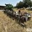 orthman-900-image-5