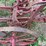 mccormick-2-image-18