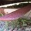 bush-hog-206-image-16