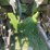 john-deere-m-image-16