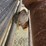 hesston-6450-image-15
