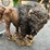 #131-•-buffalo-statue-image-2