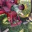 massey-harris-challenger-image-16