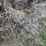 john-deere-b-image-5