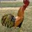 #142-•-metal-art---large-rooster-image-2