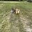 gleaner-830-image-4
