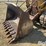 1977-caterpillar-955l-image-9