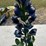 #143-•-metal-art---medium-bluebonnet-image-1