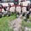 case-ih-14-image-6