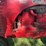 massey-harris-challenger-image-9