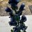 #143-•-metal-art---medium-bluebonnet-image-2