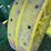 john-deere-gp-image-15