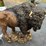#131-•-buffalo-statue-image-1
