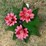 #124-•-metal-art---medium-cactus-w/pink-flowers-image-2