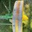 john-deere-d-image-13