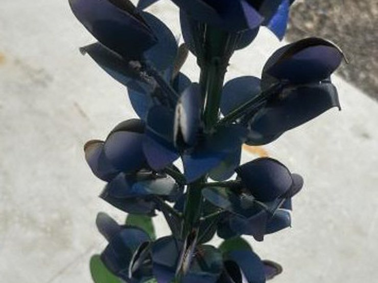 #154-•-metal-art---medium-bluebonnet-image-2