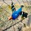 #114-•-metal-art---(2)-in-gound-blue-&-green-birds-image-3