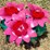 #112-•-metal-art---medium-blue-cactus-w/pink-flower-image-2