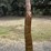 #166-•-metal-art---palm-tree---approx:-6ft-image-3