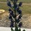 #154-•-metal-art---medium-bluebonnet-image-1
