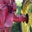 massey-harris-challenger-image-20