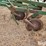 john-deere-f125-image-16