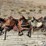 horse-riding-saddles-image-6