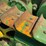 john-deere-bo-lindeman-image-41