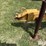 vermeer-r23-image-9