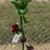 #155-•-metal-art---frog-w/umbrella,-flower-&-lady-bug-image-1